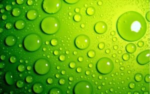 Green Policy 2025: Menuju Masa Depan Berkelanjutan