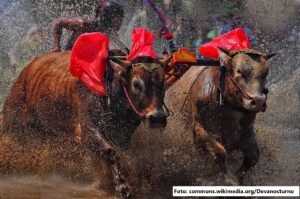 Karapan Sapi: Lebih dari Sekadar Balapan, Identitas dan Kebanggaan Madura