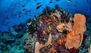 Raja Ampat: Permata Tersembunyi di Ujung Timur Indonesia yang Memukau Dunia
