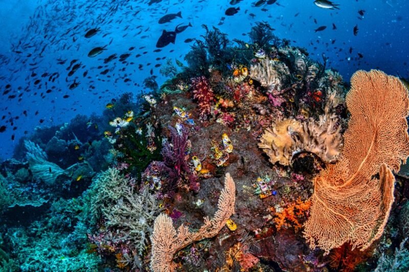 Raja Ampat: Permata Tersembunyi di Ujung Timur Indonesia yang Memukau Dunia