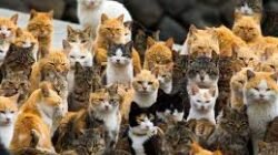 Rekomendasi Destinasi Wisata Untuk Pecinta Kucing di Seluruh Dunia yang Memiliki Populasi Kucing Banyak