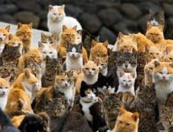 Rekomendasi Destinasi Wisata Untuk Pecinta Kucing di Seluruh Dunia yang Memiliki Populasi Kucing Banyak